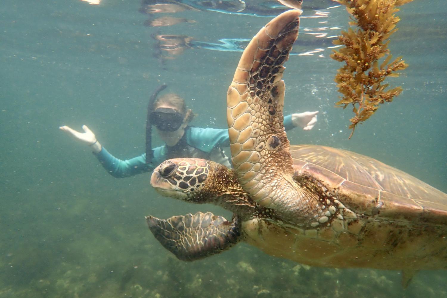 一名<a href='http://wvz.uncsj.com'>bv伟德ios下载</a>学生在Galápagos群岛游学途中与一只巨龟游泳.
